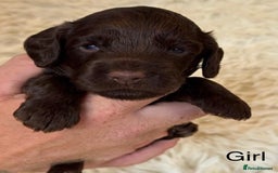 Cockapoo dogs for sale: Beautiful Merle cockapoo puppies ready 19th August - Image 10
