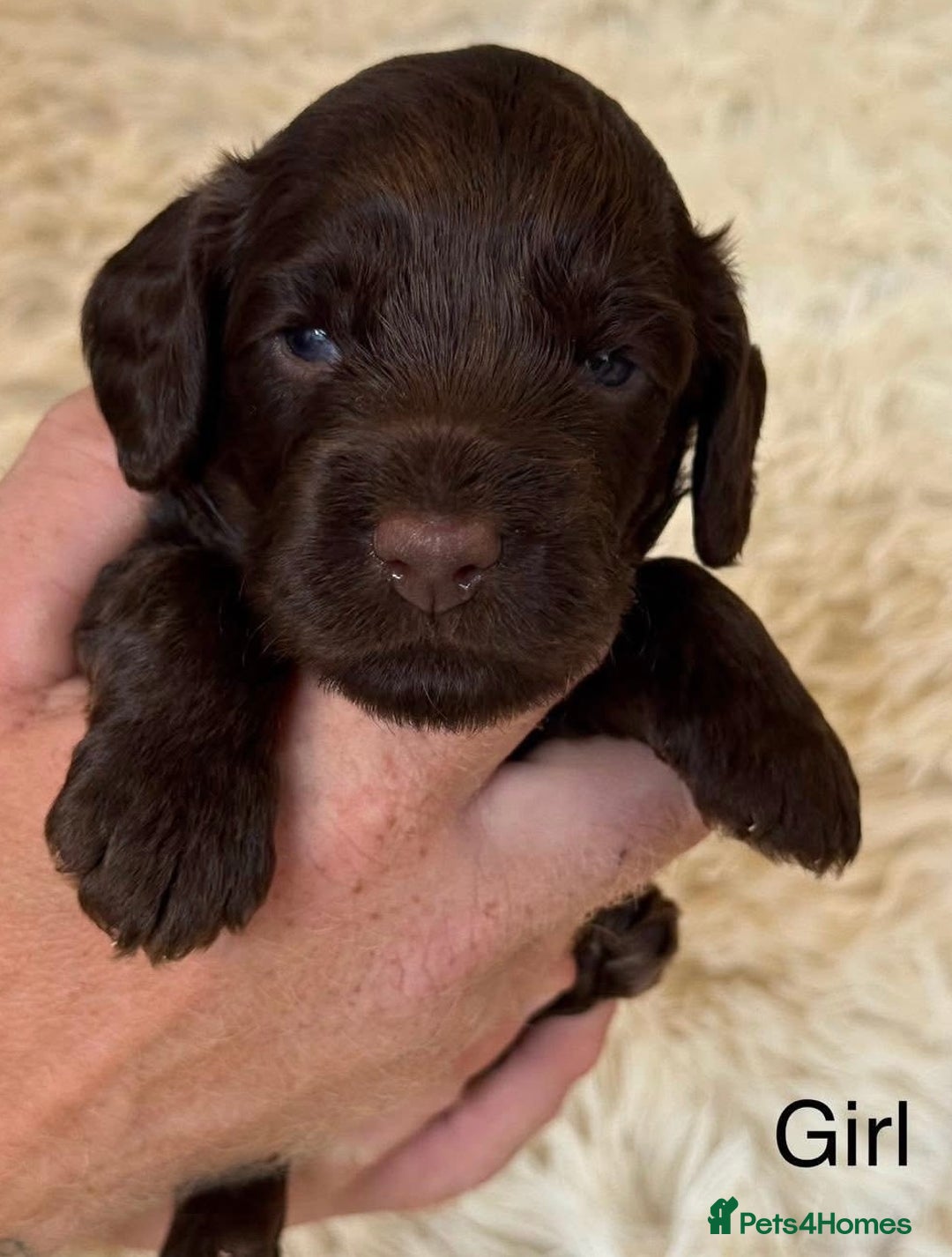 Cockapoo dogs for sale: Beautiful Merle cockapoo puppies ready 19th August - Image 10