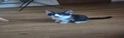 Mixed Breed cats for sale: Kittens for sale - Advert 15