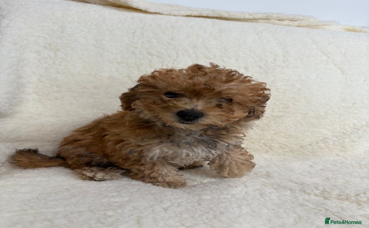 Poochon dogs in Lincoln - Advert 13