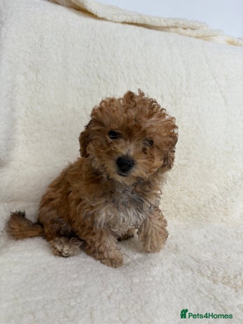 Poochon dogs in Lincoln - Advert 2