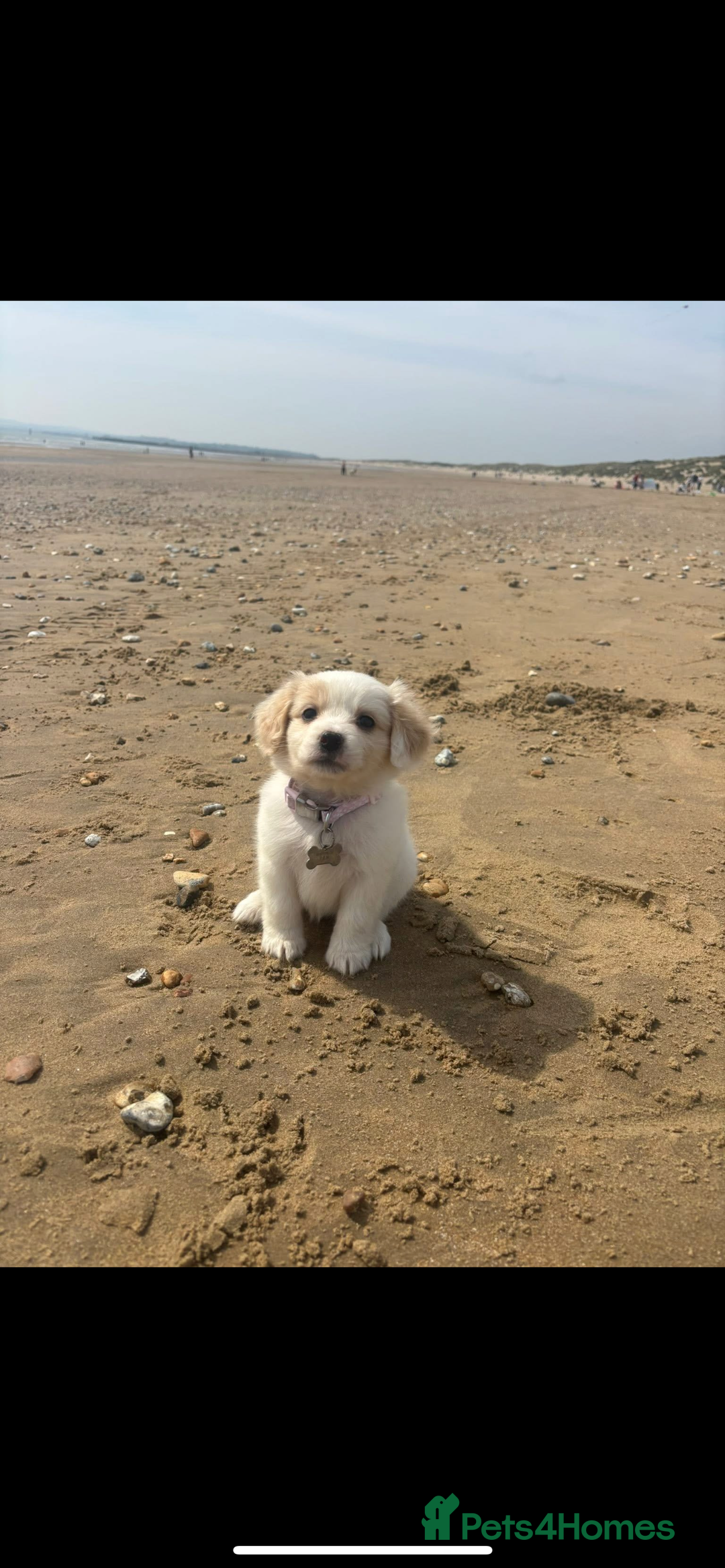 Mixed Breed dogs for sale: 4 month old female Cockerspaniel x Pom puppy - Image 11