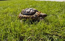 Hermann Tortoise reptiles for sale: Randy the tortoise!  - Image 1