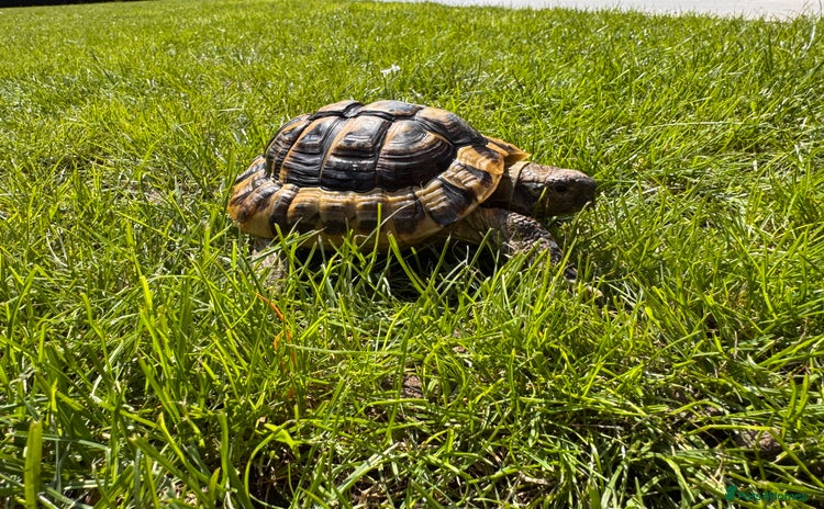Hermann Tortoise reptiles - Advert 1