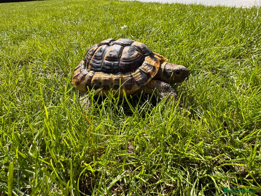 Hermann Tortoise reptiles for sale: Randy the tortoise!  - Image 1