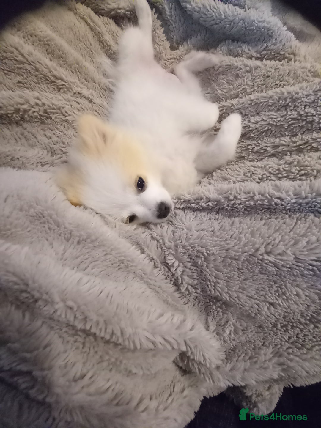 Pomeranian dogs for sale: Bautiful pomeranian puppies - Image 7
