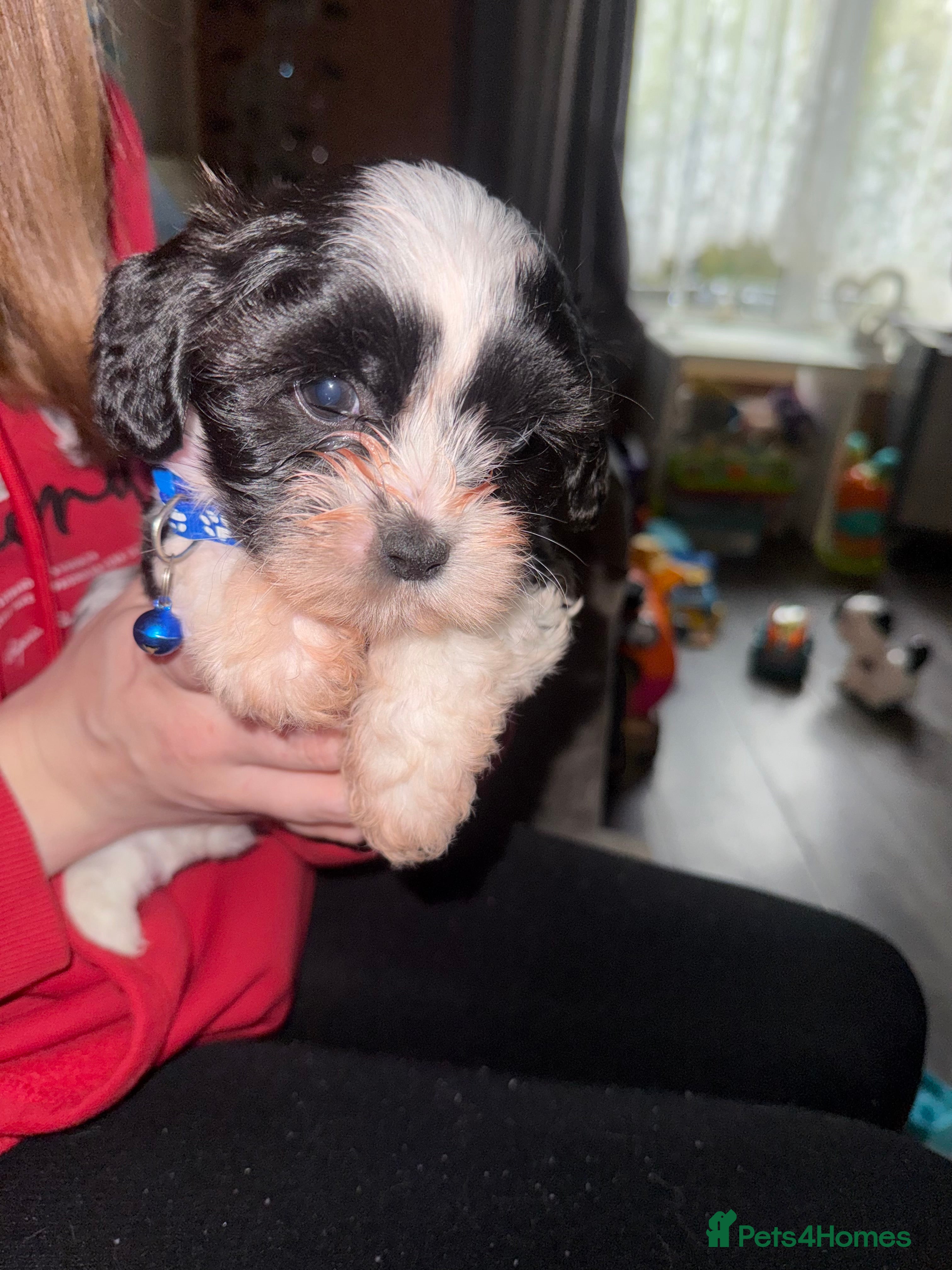 Cava Tzu dogs 6 cava tzu puppies - Advert 8