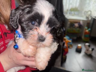 Cava Tzu dogs 6 cava tzu puppies - Advert 10