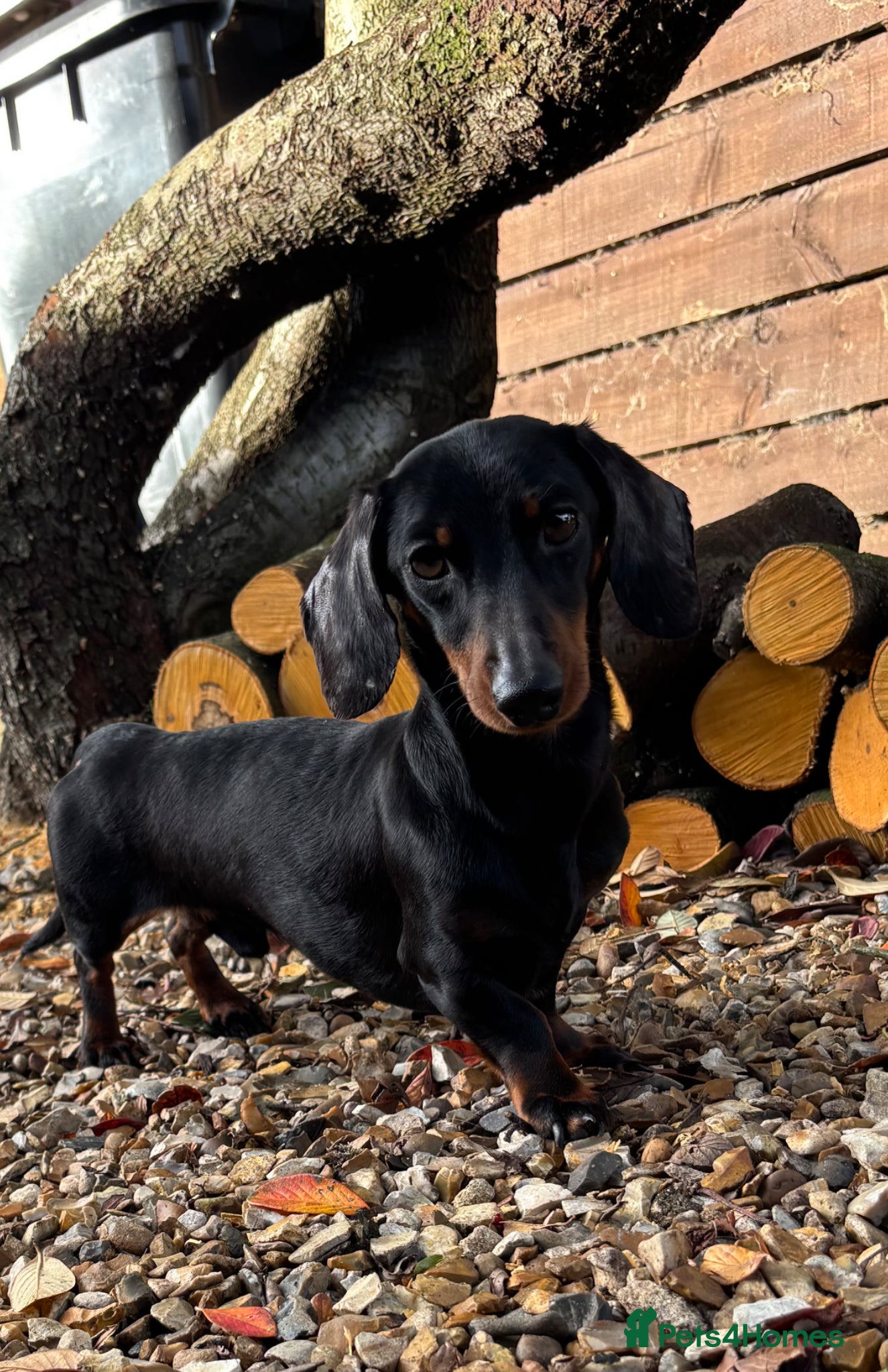 Miniature Dachshund dogs for stud: RIO — Proven Miniature Smooth Haired Dach Stud - Advert 1