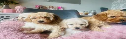 Mixed Breed dogs for sale: 4 Cavapoo girls ready  - Advert 4
