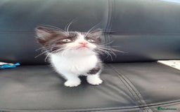 Domestic Shorthair cats for sale: 3 black and white kittens - Image 2