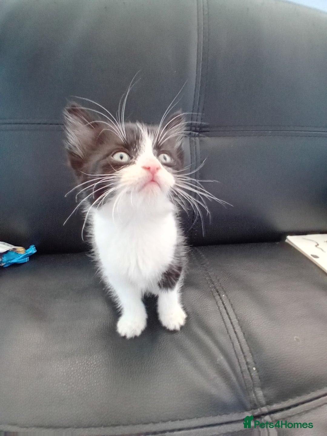 Domestic Shorthair cats for sale: 3 black and white kittens - Image 2