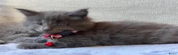 Maine Coon cats for sale: Maine Coon Kittens 1 Male 2 Females  - Advert 6