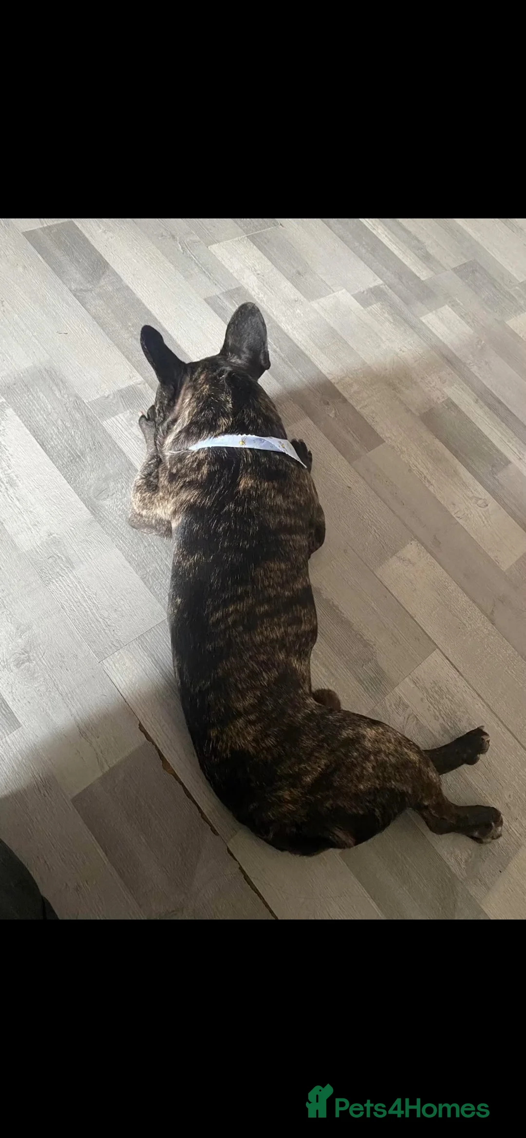 French Bulldog dogs for sale: Rolo  - Advert 2