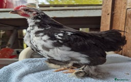 Chickens poultry for sale: Pekin bantem cockerils  - Image 10