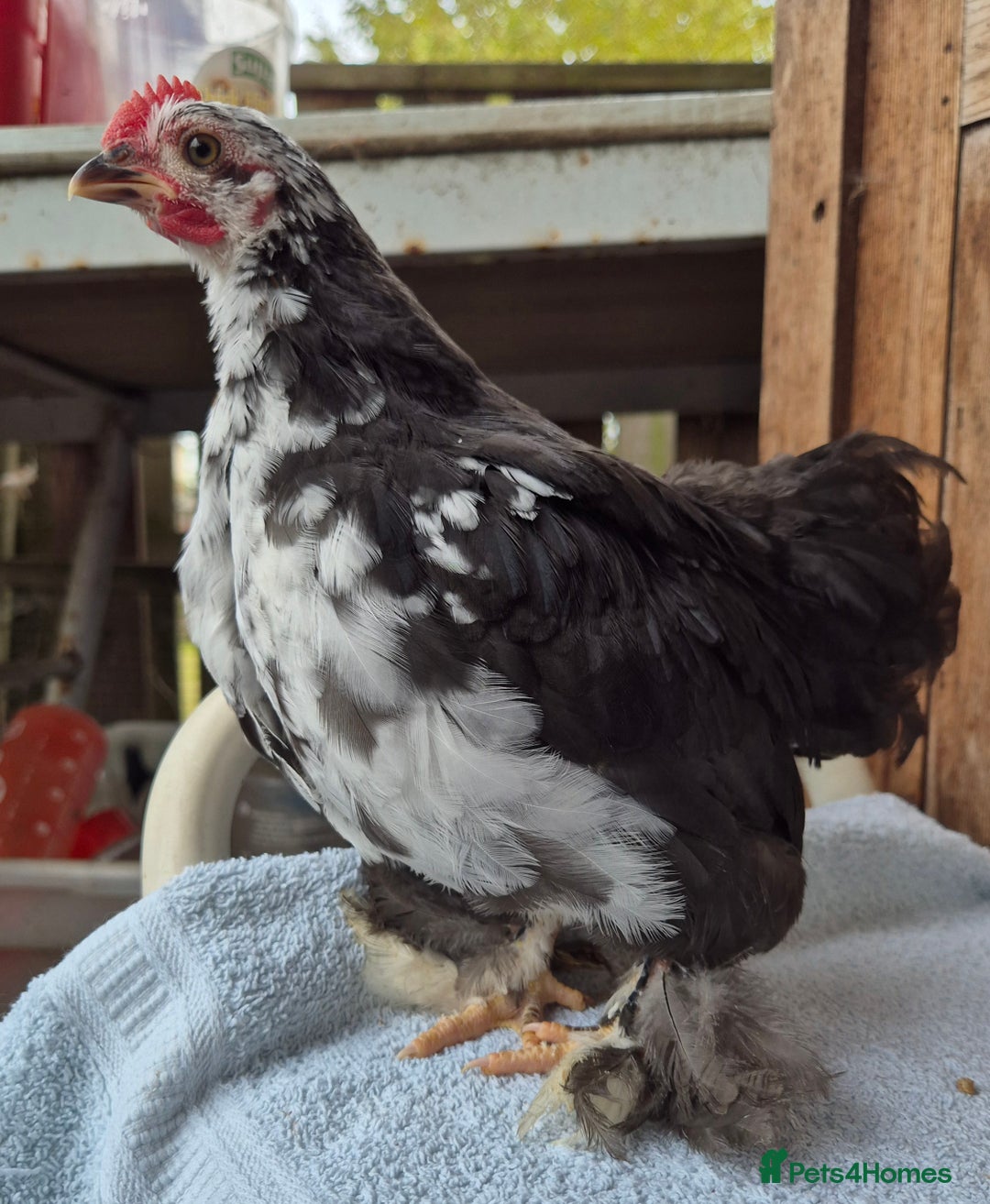 Chickens poultry for sale: Pekin bantem cockerils  - Image 10