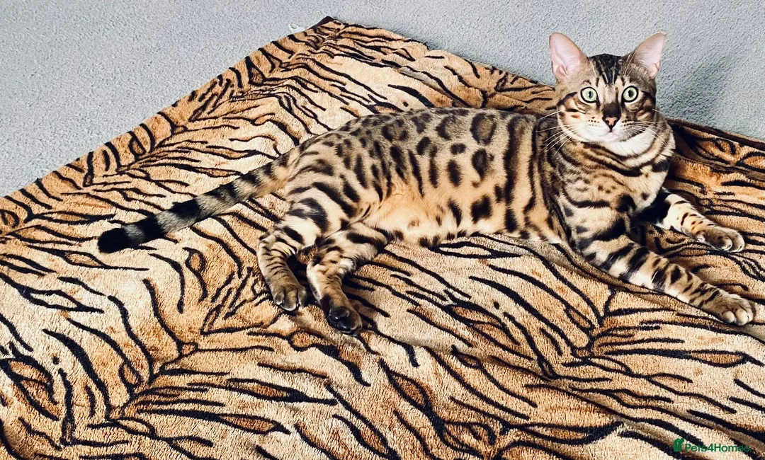 Bengal cats for sale: 💔 Loving home needed for our beautiful Coco 💔 - Advert 11