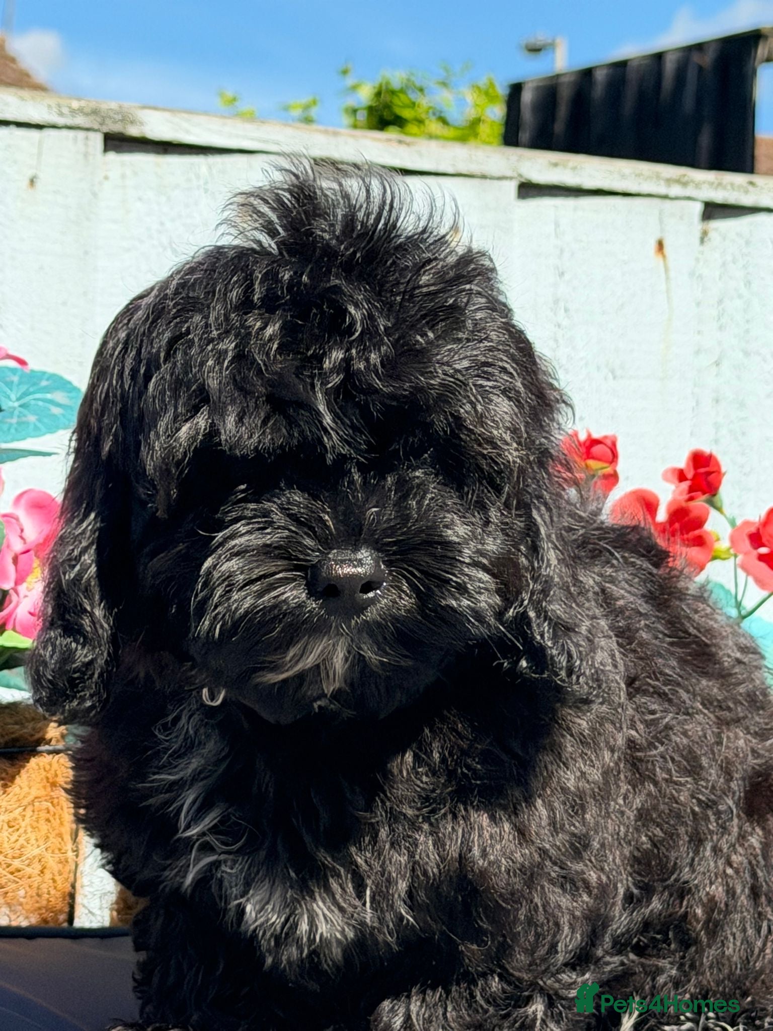Shihpoo dogs £750 Health Tested,READY TO GO - Advert 1