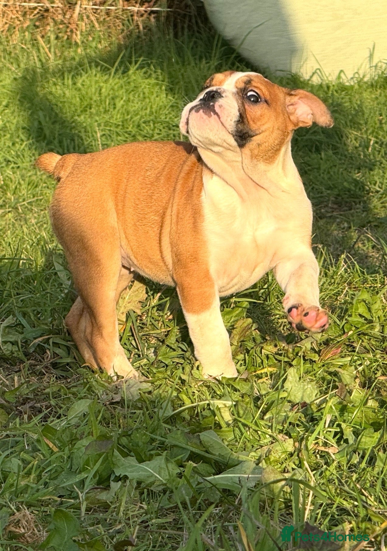 English Bulldog dogs Updates READY NOW *fully vaccinated, checked** - Advert 19