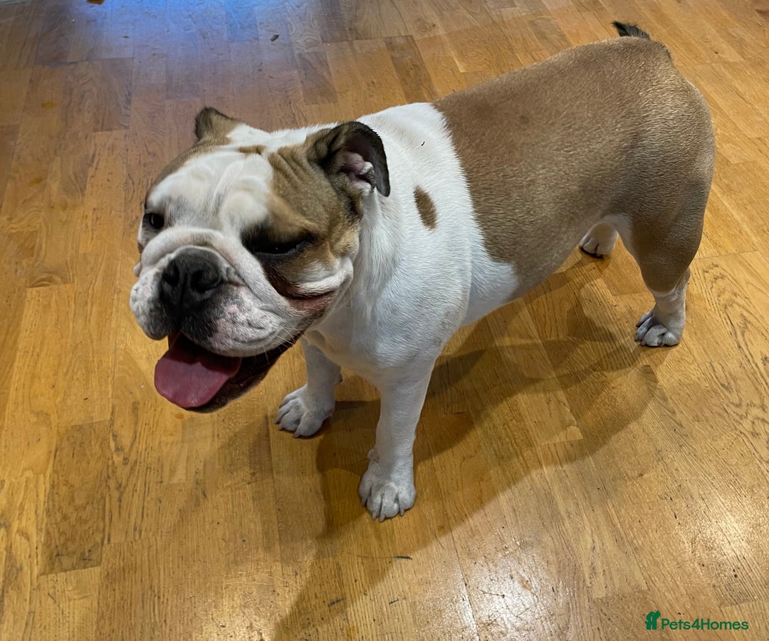 English Bulldog dogs for sale: 4 KC English Bulldog Puppies  - Image 35