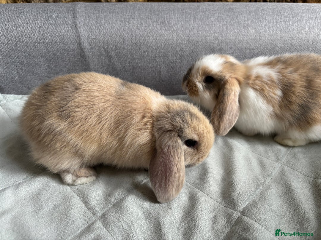 Mini Lop rabbits for sale: Mini Lops - Image 7