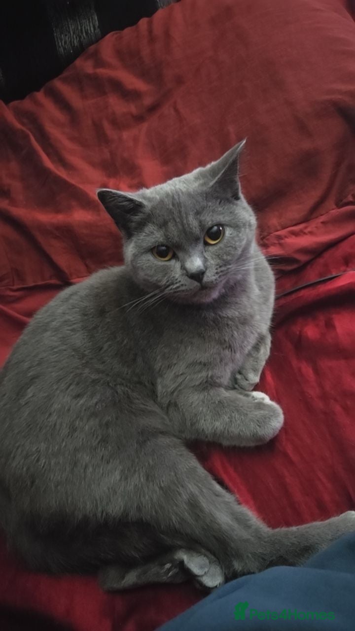 British Shorthair cats British Short Hair - Advert 2