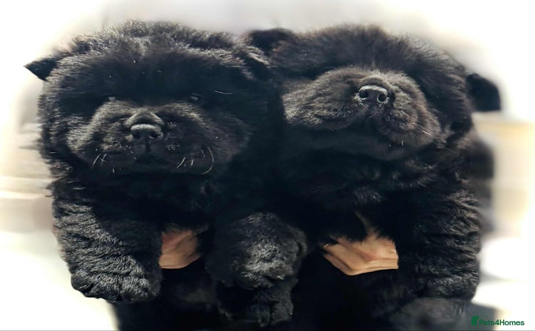 Chow Chow dogs - Advert 13