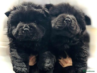 Chow Chow dogs - Advert 2