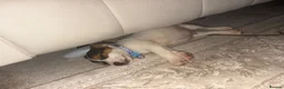 Jack Russell dogs for sale: Miss  in Chester - Advert 3