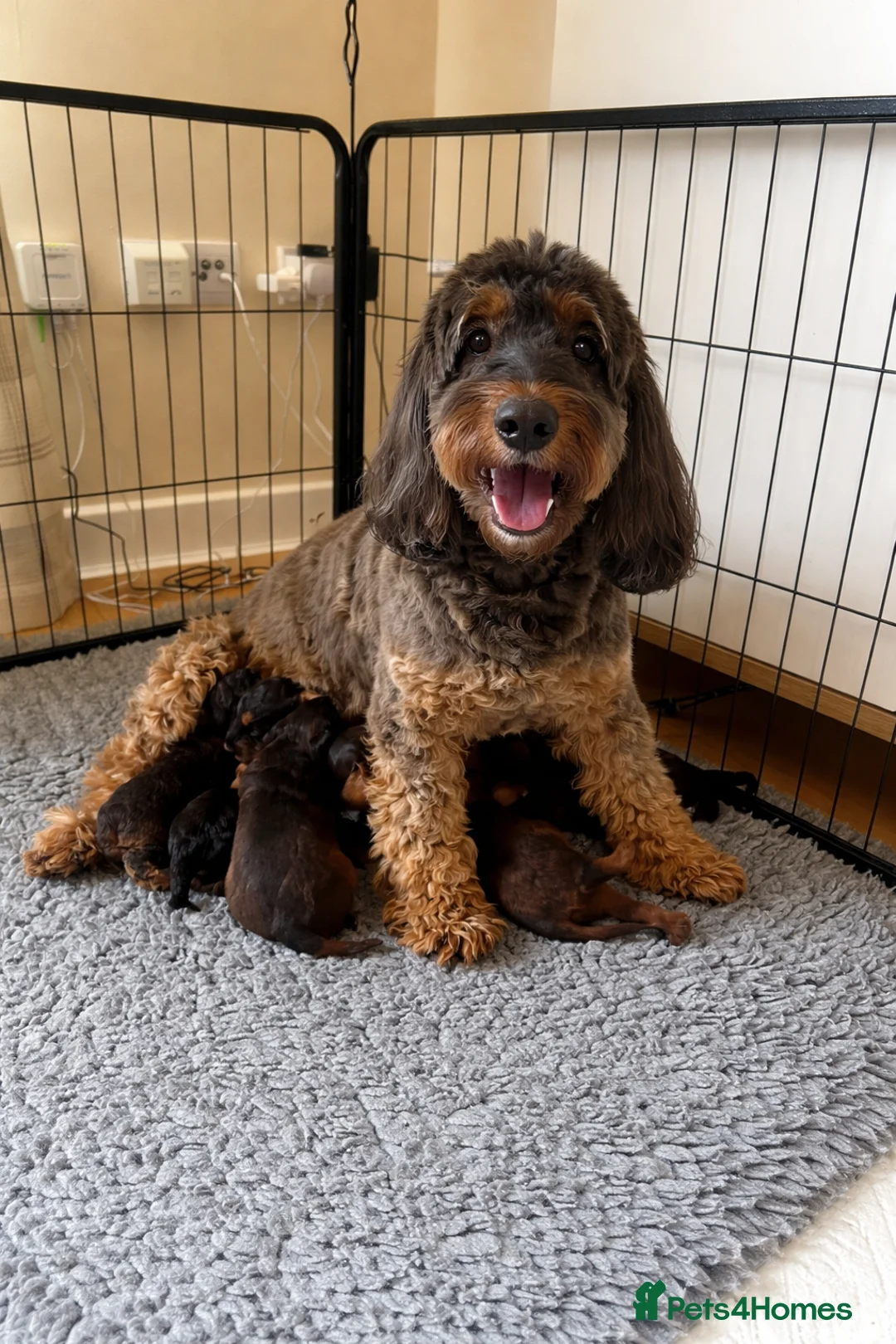 Cockapoo dogs for sale: RARE Agouti coloured Cockapoo Puppies - Advert 8
