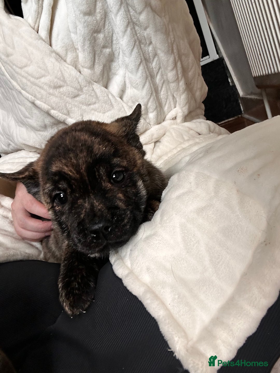 Mixed Breed dogs for sale: Beautiful French chows ready to leave!  - Image 24