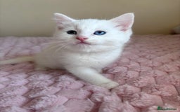 Ragdoll cats for sale: Ragdoll Cross Maine Coon Kitten - Image 3