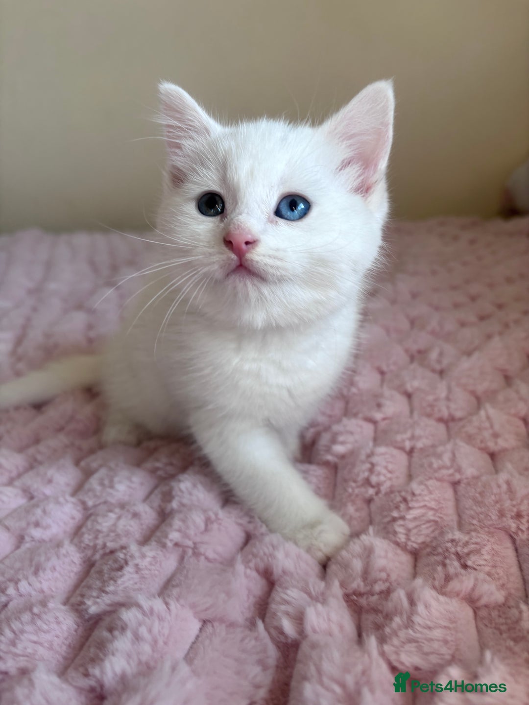 Ragdoll cats for sale: Ragdoll Cross Maine Coon Kitten - Image 3