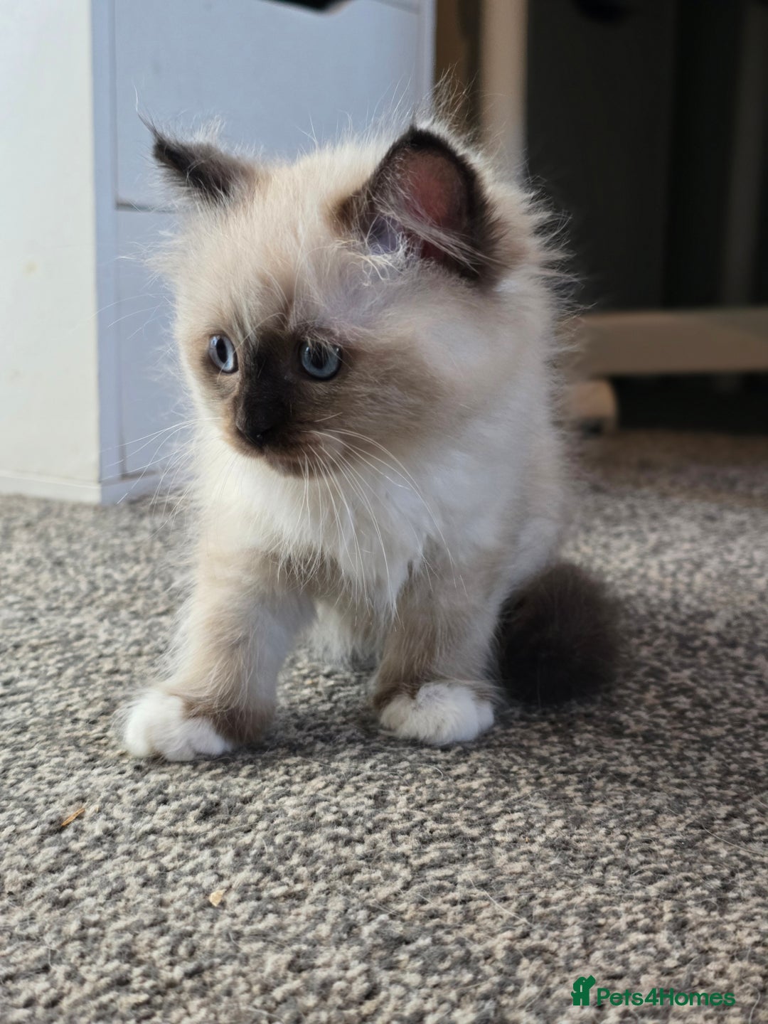 Ragdoll cats for sale: Beautiful bundle of fluff Ragdoll ready now  - Image 4
