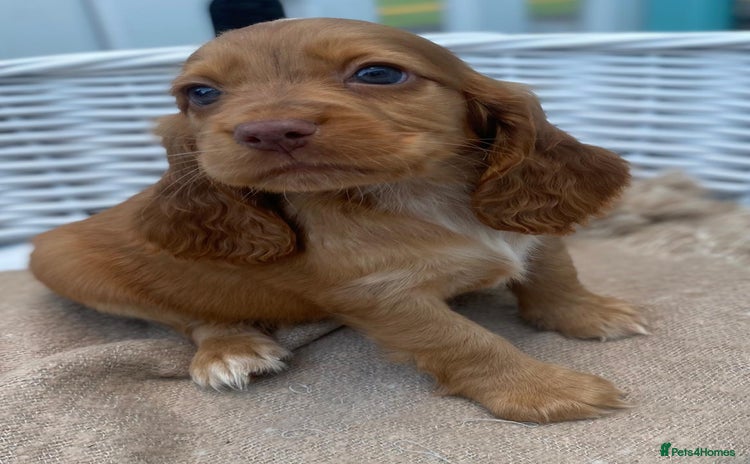 Cocker Spaniel dogs - Advert 1