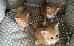 Mixed Breed cats for sale: 3 ginger kittens 🐈 - Image 4