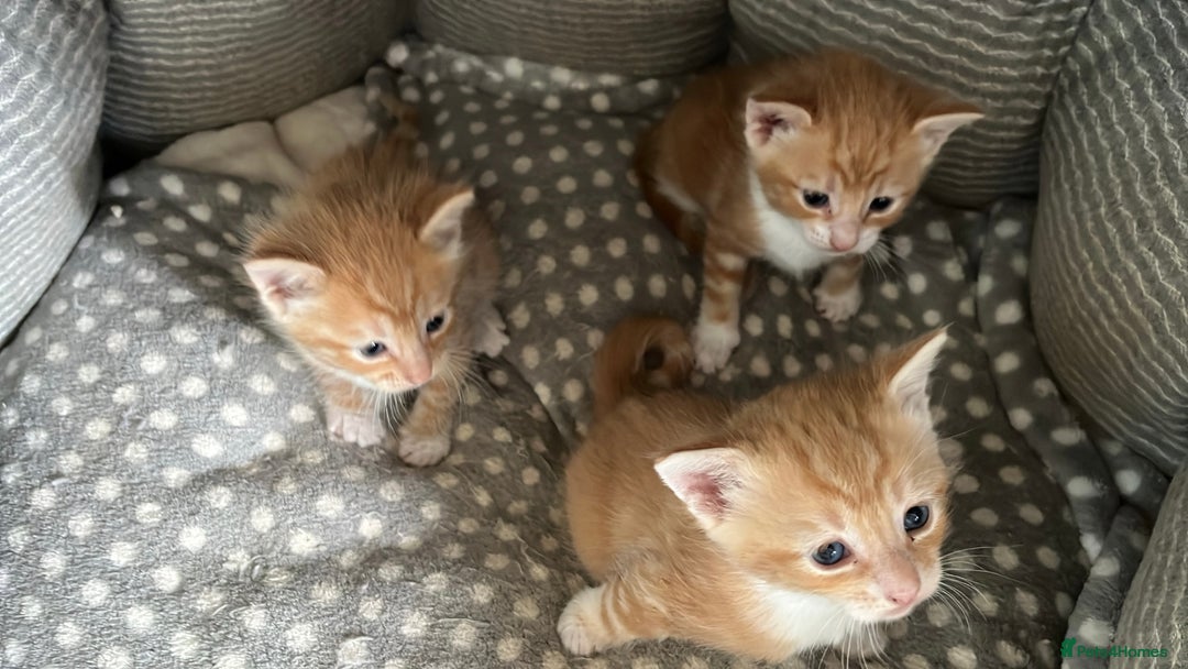 Mixed Breed cats for sale: 3 ginger kittens 🐈 - Image 4