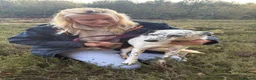 Mixed Breed dogs for adoption: Jessie - Norwich Norfolk  in Norwich - Advert 7