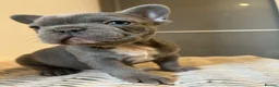 French Bulldog dogs for sale: Stunning frenchie boys  - Advert 12