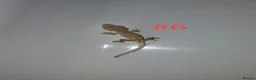 Gecko reptiles for sale: Crested Geckos  - Advert 5