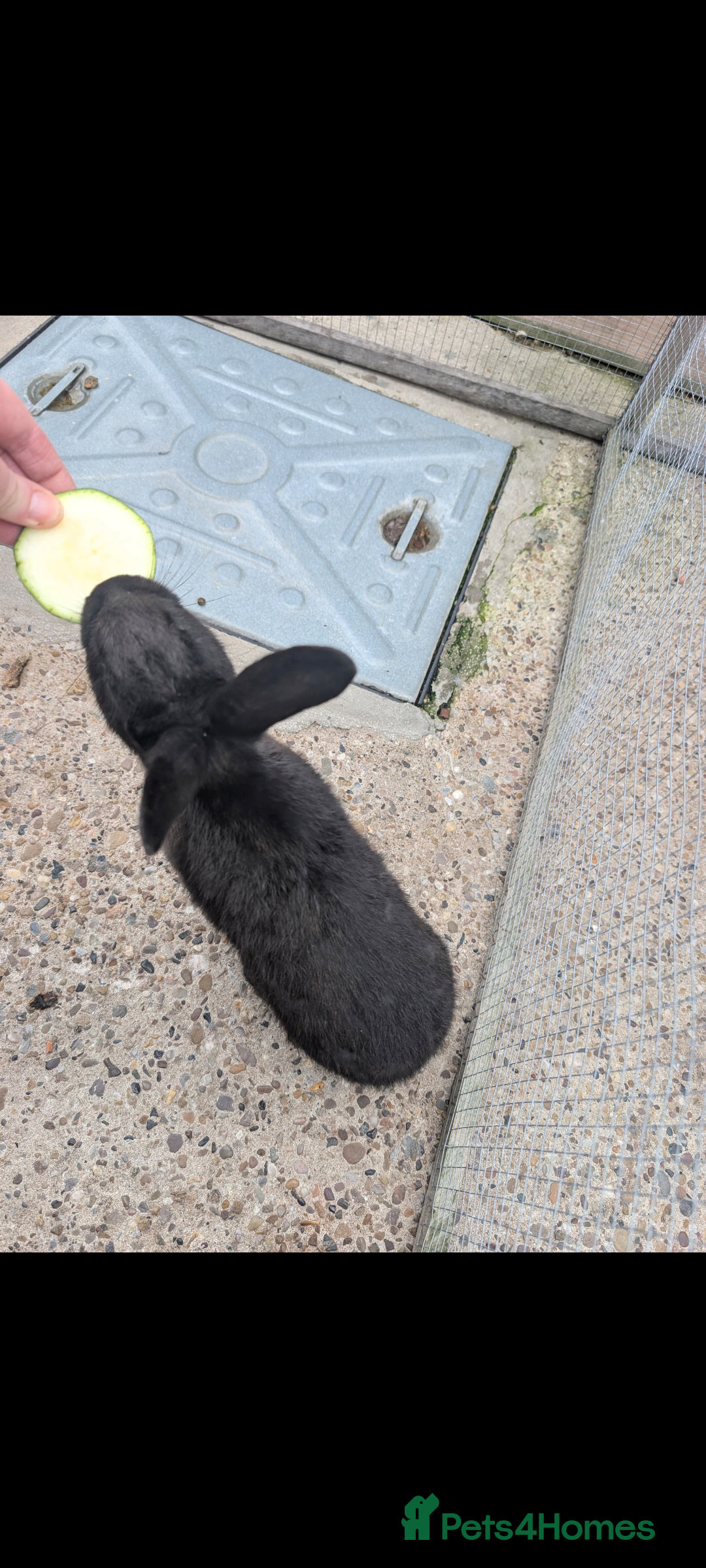 Mixed Breed rabbits for sale: Female rabbit  - Advert 4