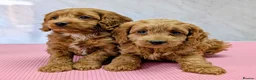 Cockapoo dogs for sale: Licensed breeder, health tested F1 cockapoo pups - Advert 2