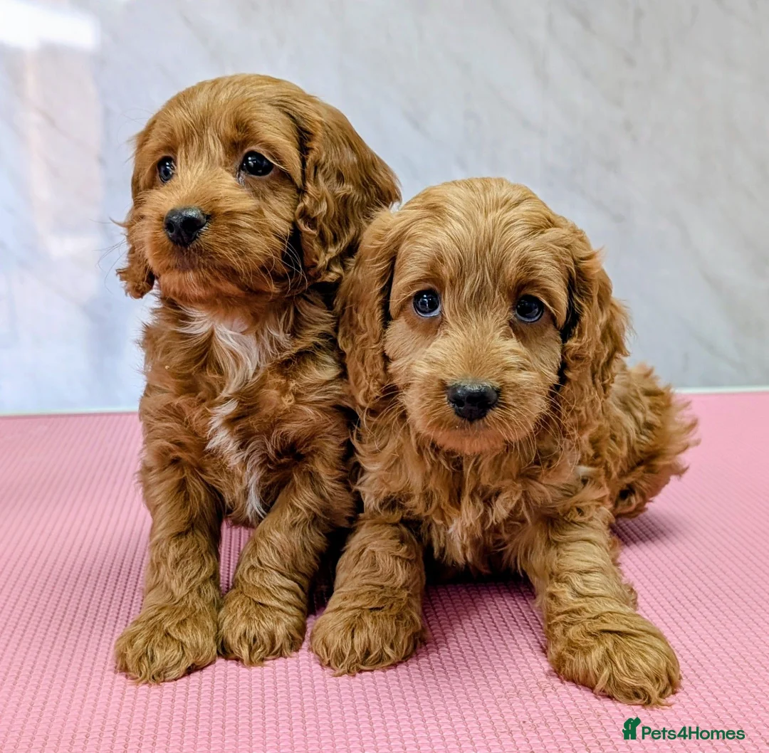 Cockapoo dogs for sale: Licensed breeder, health tested F1 cockapoo pups - Advert 2