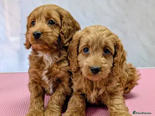 Cockapoo dogs Licensed breeder, health tested F1 cockapoo pups - Advert 4