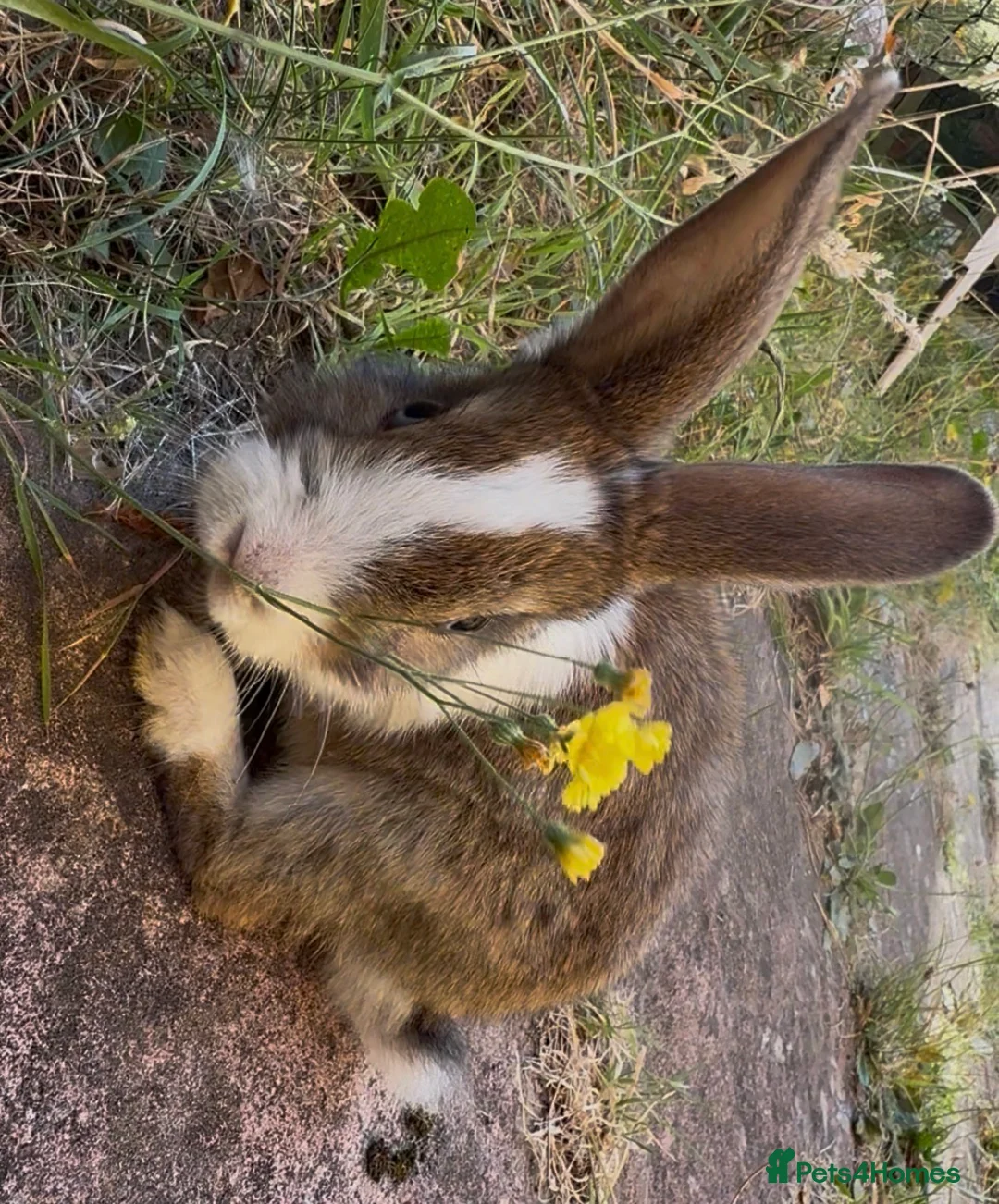 Mixed Breed rabbits for sale: 3 rabbits for sale - 2 albino/white 1 mixed - Advert 10