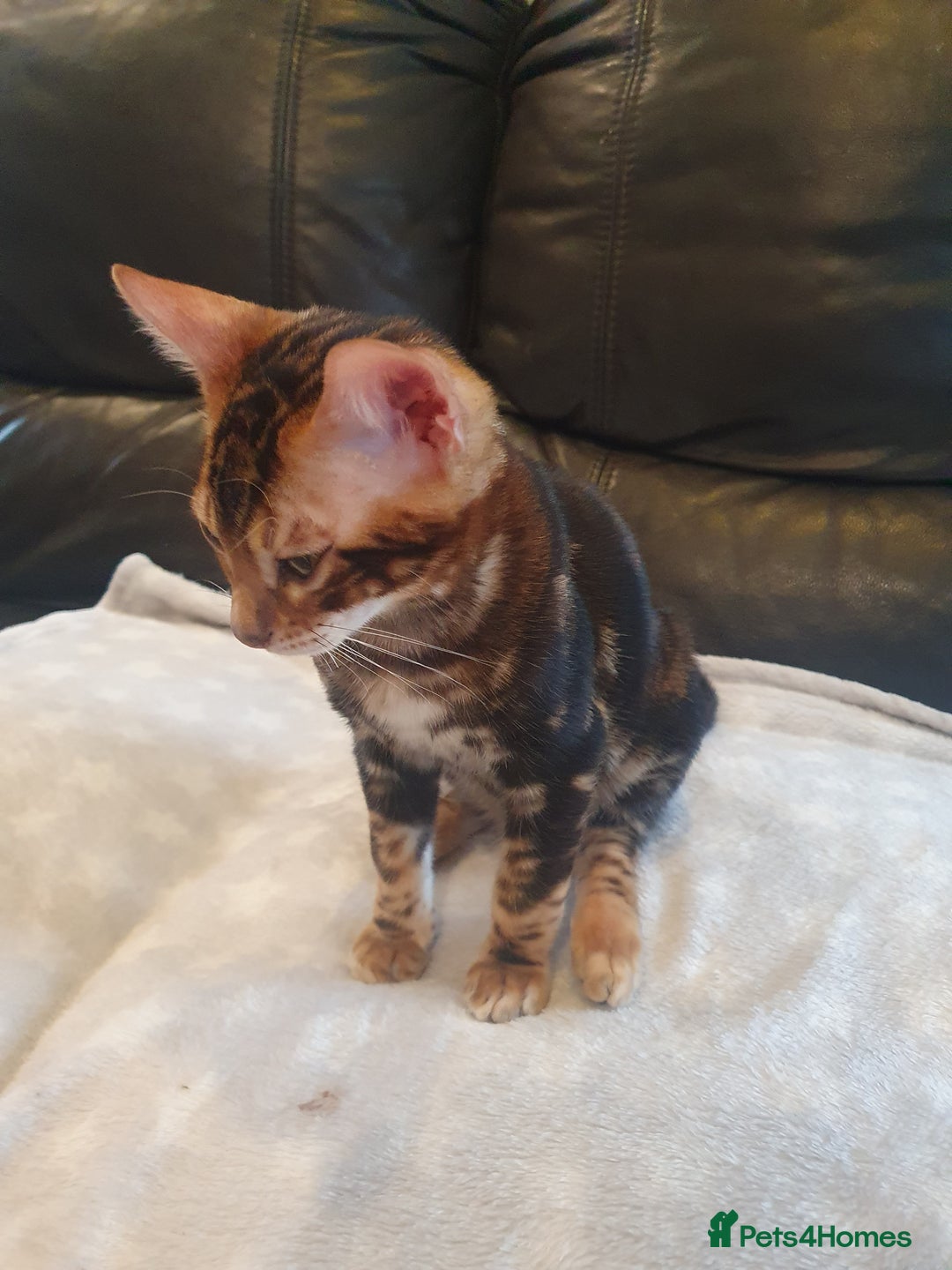 Bengal cats for sale: Pedigree Bengal Kittens - Advert 16