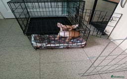Chihuahua dogs for sale: CHIHUAHUA AND JACKAWAWA  - Image 7