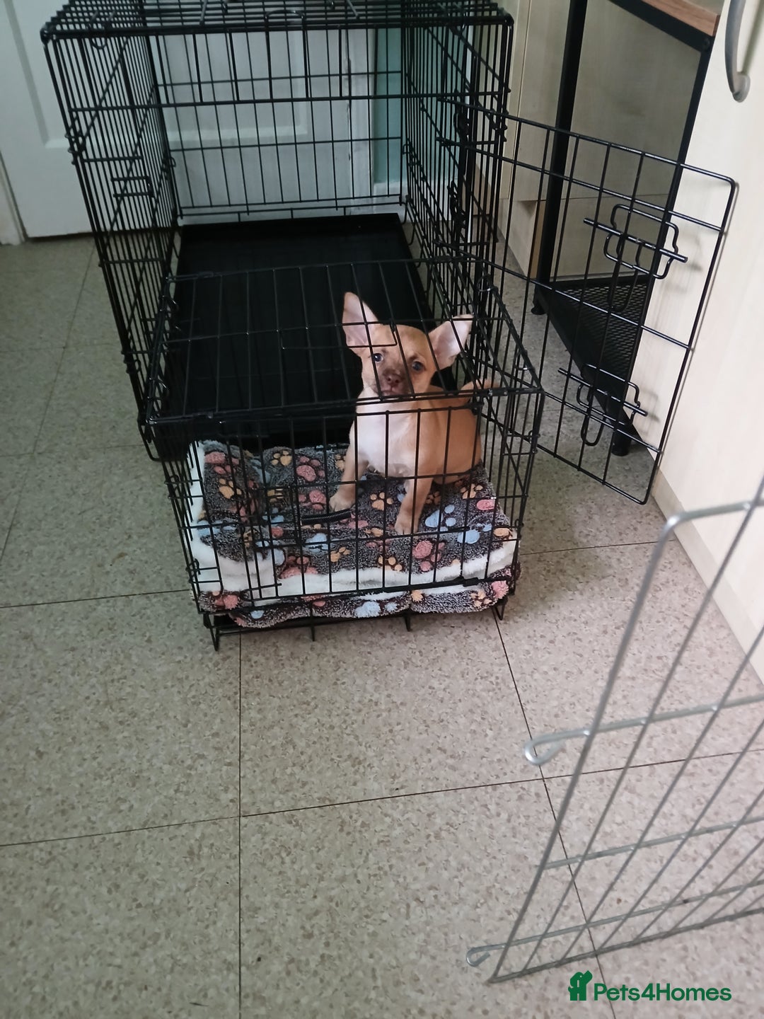 Chihuahua dogs for sale: CHIHUAHUA AND JACKAWAWA  - Image 7