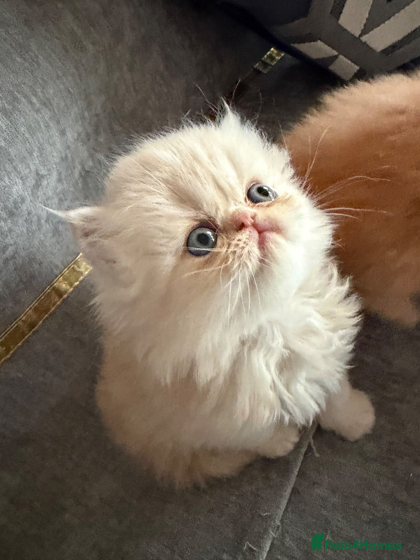 Persian cats for sale: Pure bred   **  cream shaded Persian kitten  - Advert 5