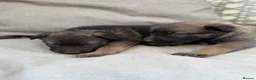 Mixed Breed dogs for sale: Caucasian cross German shepherd puppies  - Advert 4
